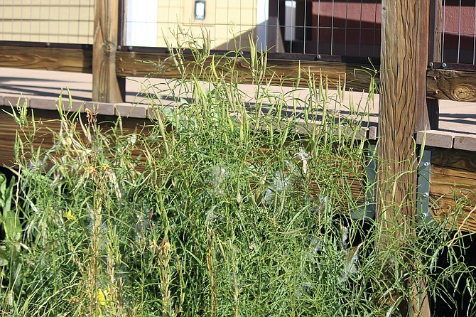 Milkweed grows at the River Fork Ranch in Genoa.