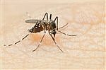 West Nile Virus detected in Pierce County mosquitoes