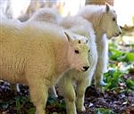 Goat kids make their debut at Northwest Trek in Eatonville