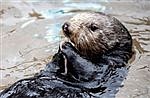 New otter makes a splash at Point Defiance Zoo and Aquarium