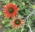 Get Growing: Planting coneflowers with staying power