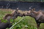 Moose calves arrive at NW Trek wildlife park
