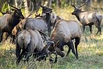 People can see elk in rut at Northwest Trek Wildlife Park