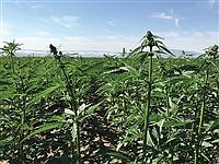 Nevada farmers, seeing high demand for hemp, watch Congress’s next move