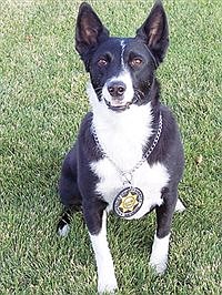 Obituary: K9 Boots