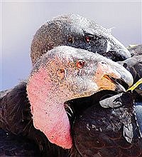 Humboldt County responds to possible reintroduction of California condor