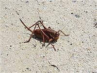 Identification and Management of Mormon Crickets