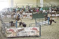 Cow Country Classic herds em’ up