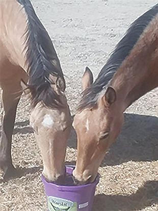 There’s more to 4-H than meets the eye