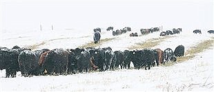 Calculating livestock winter hay needs