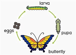 Nature’s Transformers