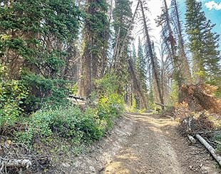 Humboldt-Toiyabe NF seeking public comment on Jarbidge area project