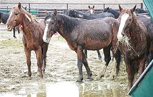 Fox Lake roundup wild horses will soon be ready for adoption