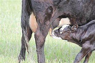 What to do when calves are born weak