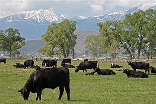New Farm to Fork Certification Program provides information on livestock production and processing