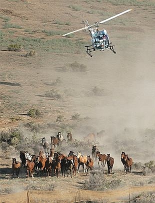 BLM hears public comments for and against helicopter roundups