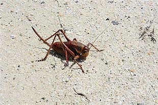 Identification and management of Mormon Crickets