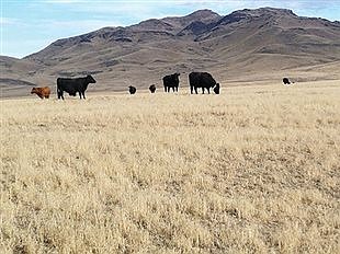 Off-season cattle grazing to help control fire danger from invasive cheatgrass