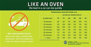 Keeping pets safe as summer temperatures climb