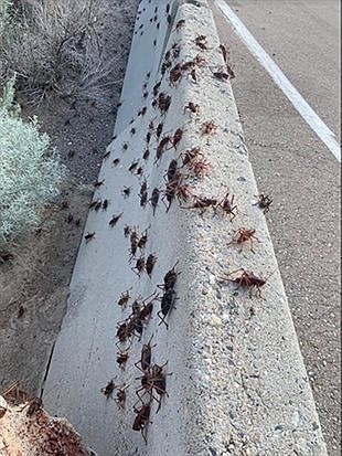 The dreaded Mormon Cricket
