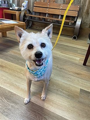 Local animal shelter conveys need for enrichment items, encourages adoption