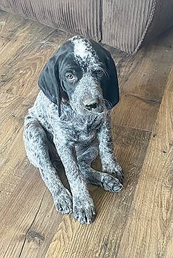 For the Love of a Pup