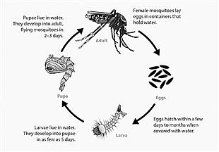 City and county commence black fly and mosquito mitigation efforts