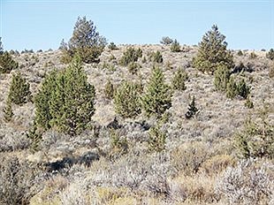 New resource sheds light on tree encroachment on sagebrush ecosystems