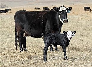 Managing First Calf Heifers