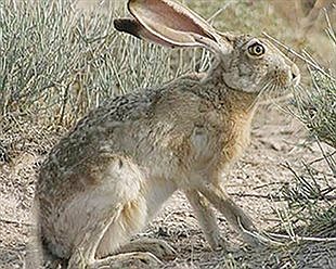 What is Tularemia?