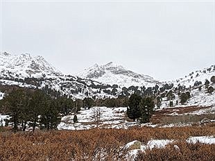 Great Basin Winter Plant Life