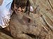 FFA pig wrestling -
