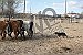 Ranch Dog Challenge accepting entries  Winnemucca even part of WSRRA rodeo finals  