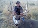 First buck -