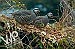 Chukars in yard -