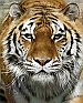 Happy holidays from Safe Haven Rescue Zoo