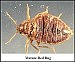 Reports of bed bugs on rise