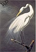 Experience majesty of John James Audubon, Birds of America at Humboldt County Library  Exhibit runs through Aug. 22 