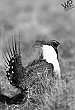 Financial assistance available to benefit sage grouse habitat 