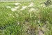 Start your weed control program this year with field scouting