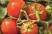 What you need to know to grow a great crop of tomatoes