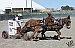 Annual mule show and races may become just mule races