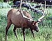 Elk foundation conserves  vital habitat in Nevada