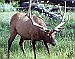Elk foundation conserves habitat in Nevada