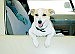 Hot weather can be deadly to pets 