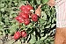 Cooperative Extension's 'Grow Your Own, Nevada!' gardening classes start July 8  
