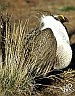 BLM plan for sage-grouse habitat draws  challenge from conservation group 