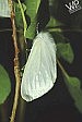 Spread of white satin moth concerns officials 