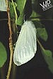 Spread of white satin moth concerns Nevada officials