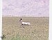'Albino' deer spotted near Lovelock